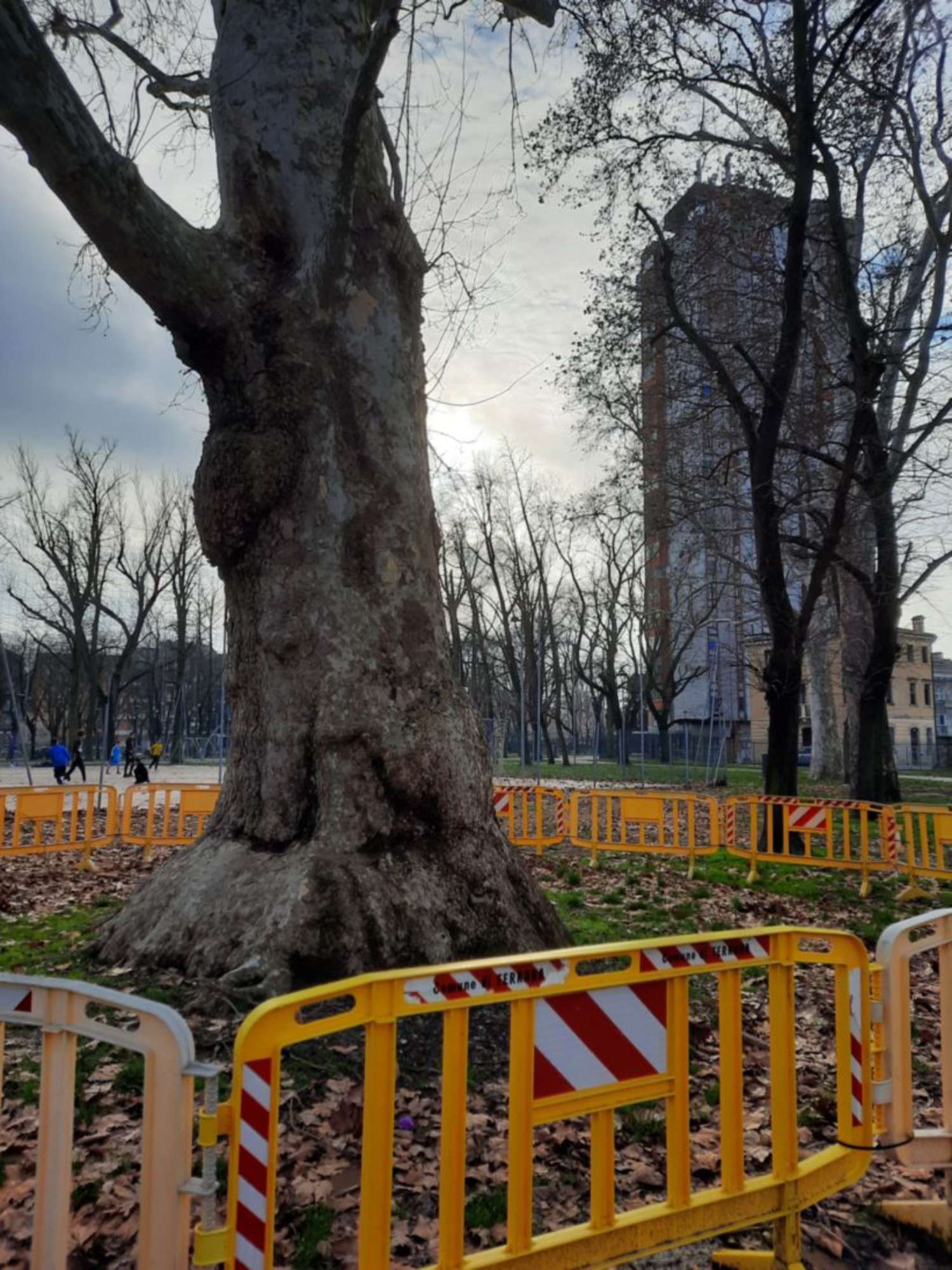 Platano comune_Ferrara_20240211_154503